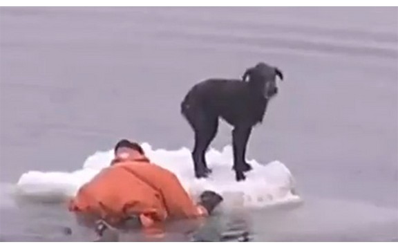 Spasao psa koji je plutao na santi leda (Video)