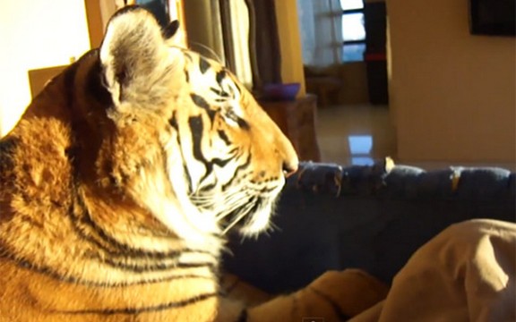 Buđenje sa tigrom u krevetu (Video)