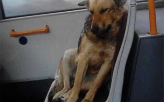 Pas koji je redovni putnik u GSP-u (Foto)