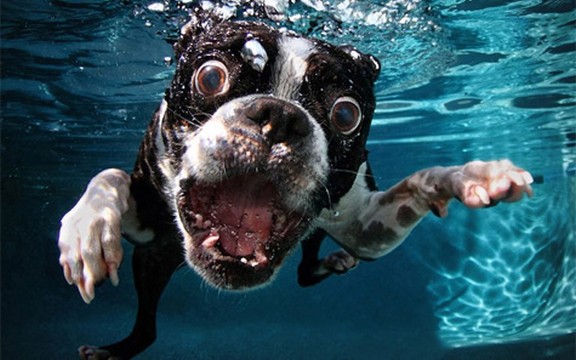 Sve za lopticu! Fotografije pasa pod vodom (Foto)