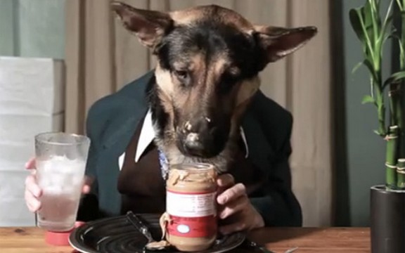 Pas sa kravatom kulturno jede kašikom (Video)