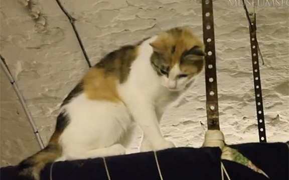 Ermitaž je dobro zaštićen: Mačke rade kao čuvari muzeja (Video)