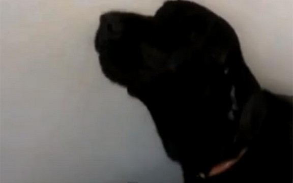 Labrador peva Make you feel my love od Adel! (Video)