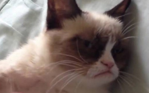 Najmrzovoljnija maca na svetu kreće put Holivuda (Video)