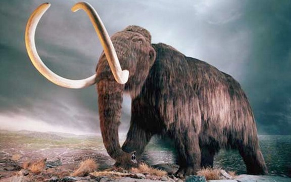 Ruski naučnici našli ključni sastojak potreban za kloniranje mamuta