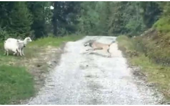 Ko se boji vuka još? Ovca dva puta pojurila i oterala vuka! (Video)