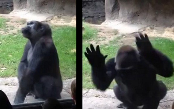 Evo zašto ne treba zadirkivati gorilu u zoološkom vrtu (Video)