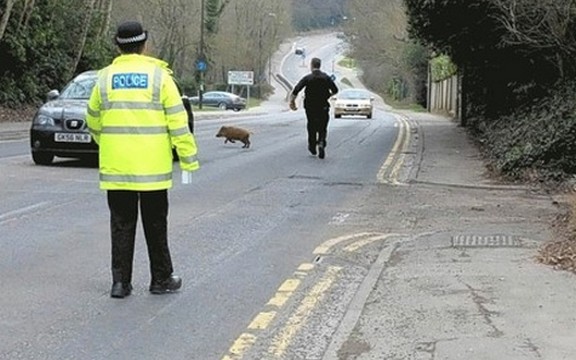 Policija dva sata po centru grada hvatala divlju svinju (Video)