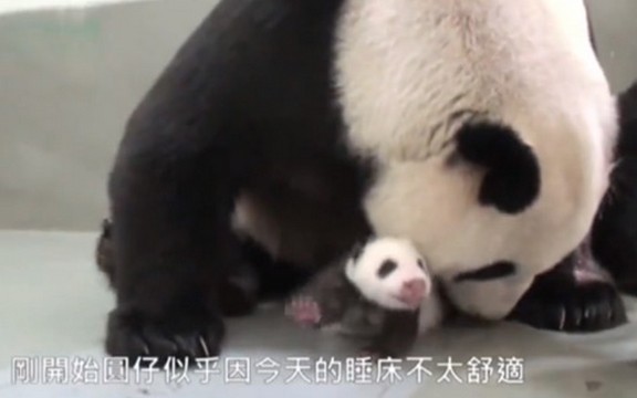 Preslatko: Pogledajte prvi susret mame i bebe pande (Video)