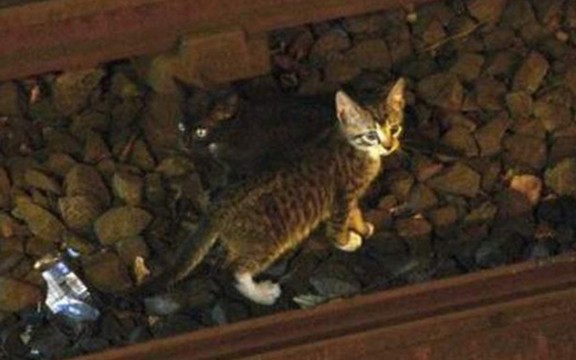 Radoznalost nije ubila mačku: Spašena dva mačeta koja su zaustavila metro u Njujorku (Video)