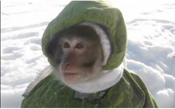 Majmunče prvi put na snegu (Video)