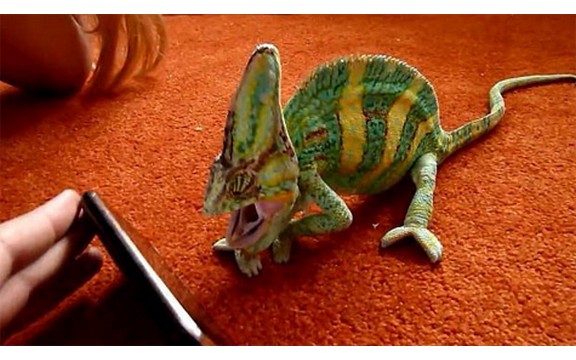 Kameleon se prestravio iPhone-om! (Video)