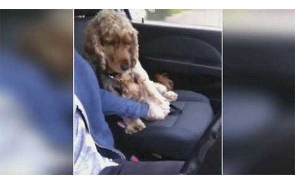 Neodoljivo: Pogledajte kako pas prevazilazi strah od vožnje kolima (Video)