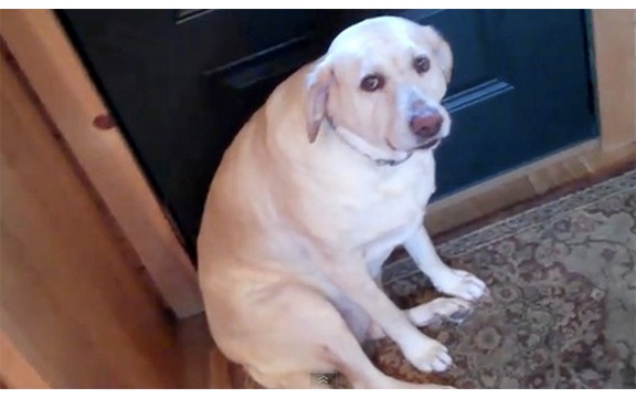 Pas koji se postideo: Pogledajte kako Denver reaguje kada je uhvate na delu! (Video)