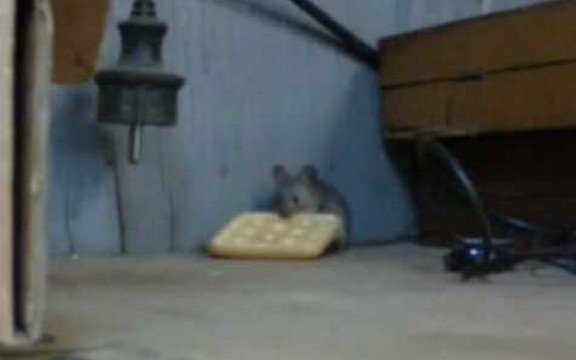 Upornost se isplati: Miš pobedio u borbi sa krekerom! (Video)