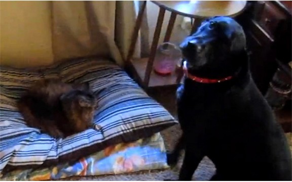 Prepredenost: Pogledajte šta se dešava kad mačka ukrade psu krevet! (Video)