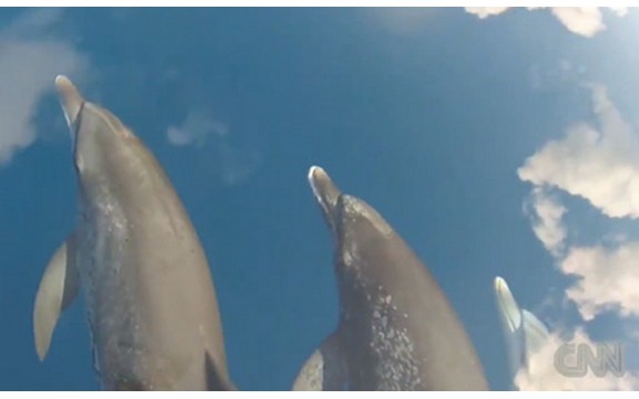 Plivaju po nebu: Delfini priredili turistima pravi spektakl za oči! (Video)