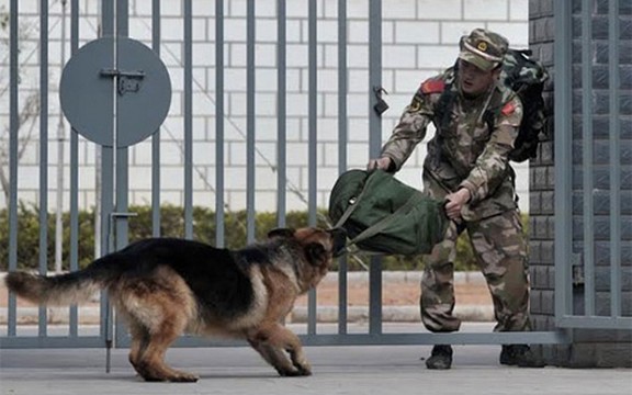Dirljivi rastanak: Pas pokušao da spreči odlazak svog oficira! (Foto)