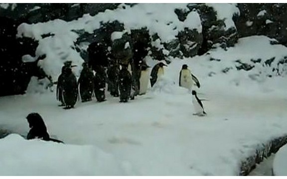 Bar se neko raduje: Pogledajte kako mali pingvin skače od sreće zbog snega! (Video)