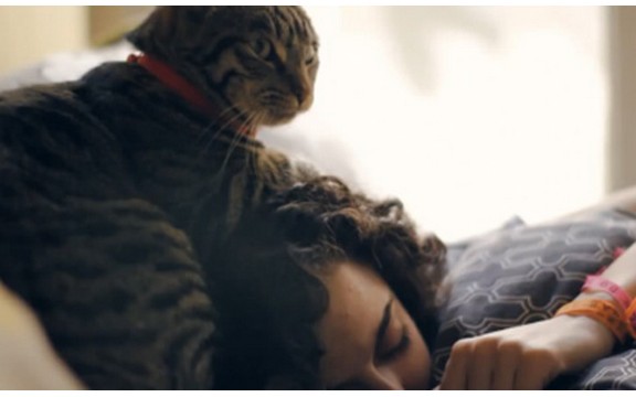 Vodič za mačke: Ovako treba da brinete o svom ljudskom biću! (Video)