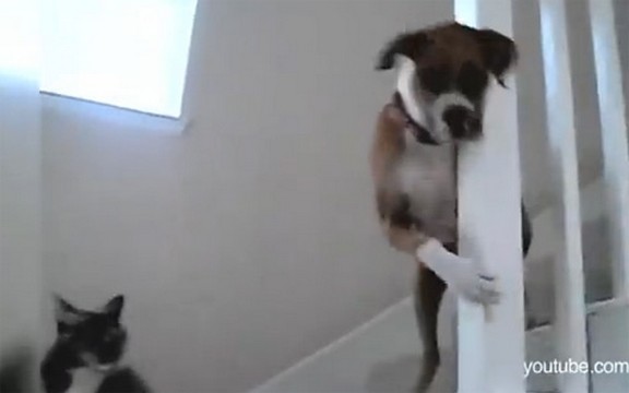 Kada mačka vodi glavnu reč: Nećeš proći, psu! (Video)