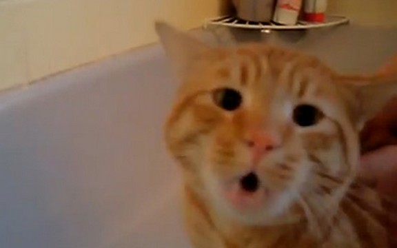 Progovorila: Mačka koja toliko mrzi kupanje, da bukvalno viče Ne! (Video)