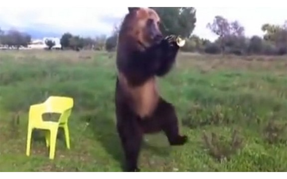 Medved umislio da je čovek: Grli se, maše, i svira trubu! (Video)