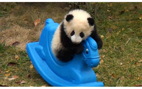 Sva su deca ista: I beba panda voli da se ljulja (Video)