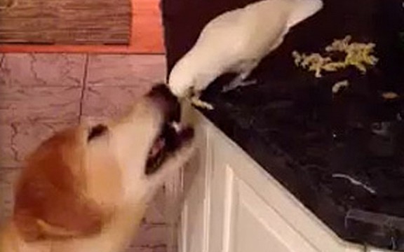 Papagaj sa materinskim instinktom: Hrani psa rezancima! (Video)
