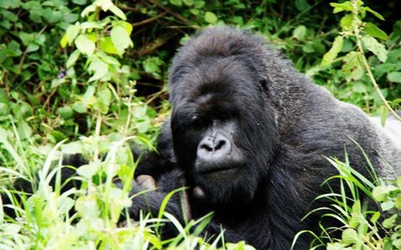 Dajen Fosi: 82. godine od rođenja naučnice zaslužne za Gorile u magli