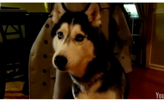 Gle ko to govori: Pas Miška zna čak 12 reči! (Video)