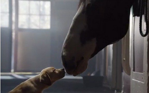 Ova reklama rasplakaće i one sa najtvrđim srcem: Pogledajte kako životinje vole! (Video)
