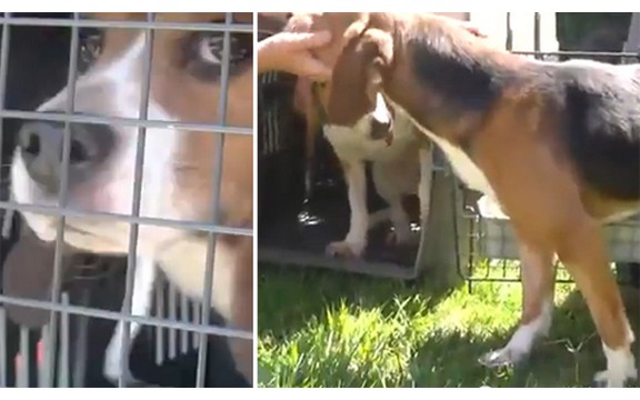 Devet pasa oslobođeno iz laboratorije: Njihovi stidljivi prvi koraci na suncu i travi će vas rastužiti (Video)