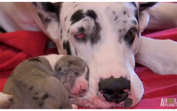 Preslatke bebe najvećeg psa na svetu ovako izgledaju sa samo sedam dana (Video)