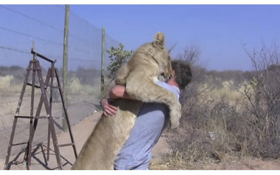I velika maca voli nežne zagrljaje: pogledajte kako se lavica obradovala čuvaru (Video)