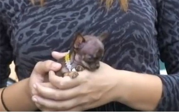  Ova čivava je osvojila srca mnogih, upoznajte najmanjeg psa na svetu (Video)
