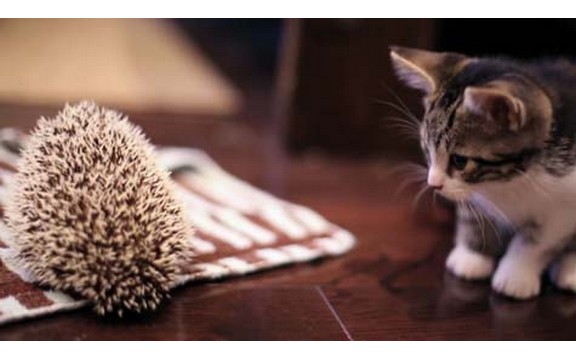 Kada maca upoznaje ježa, ovaj susret će vas rastopiti (Video)
