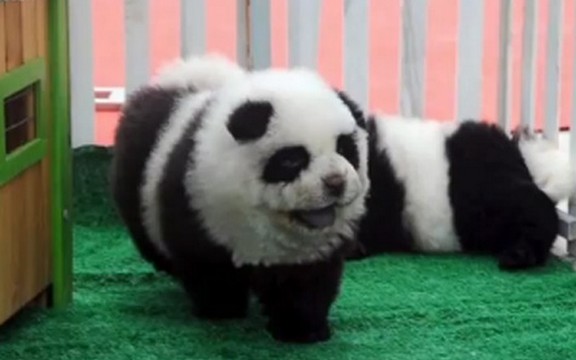 Panda pas - životinja za kojom je Kina poludela (Video)