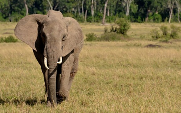 Trudna slonica mora da smrša 230 kilograma radeći gimnastiku!