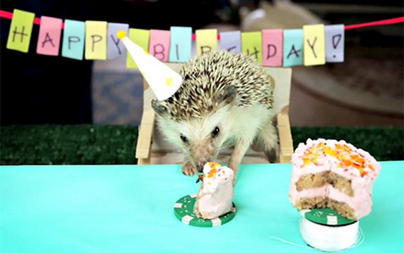 Najslađa rođendanska proslava: Mala zabava za malog ježa, i dva hrčka u gostima (Video)