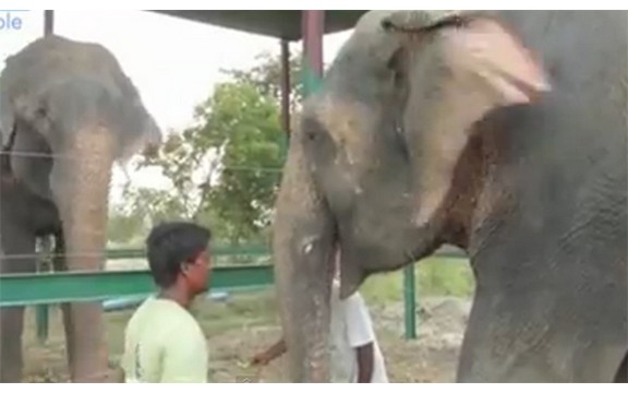 Slon koji je plakao kada je oslobođen, posle 50 godina započinje novi život u društvu slonice (Foto+Video)