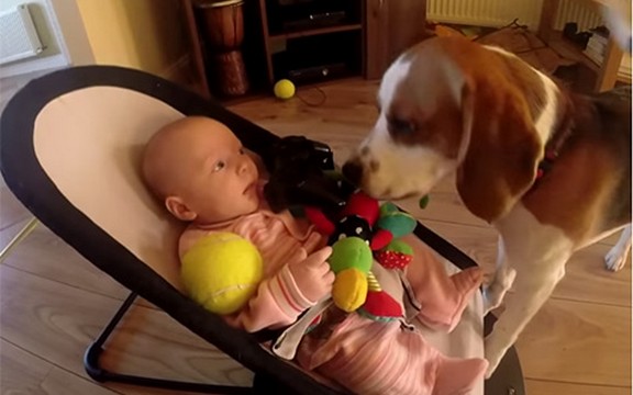Pas koji krade igračke: Najnežniji prijatelj jedne bebe će vas oduševiti svojim iskupljivanjem (Video)