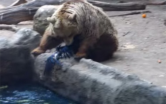 Humani meda: Pogledajte kako medved spasava vranu od davljenja (Video)