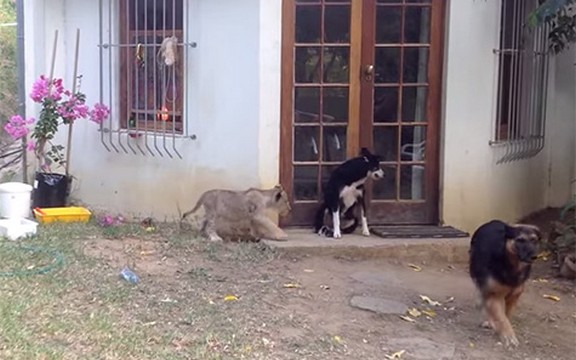 Lavić koji je preplašio psa postao hit na Youtube-u! (Video)
