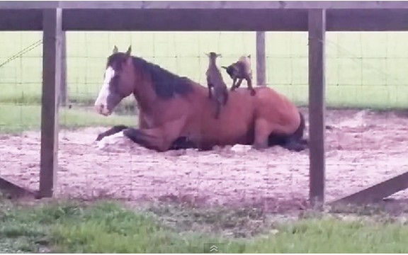 Pogledajte kako veseli jarići testiraju strpljenje jednog mirnog konja (Video)