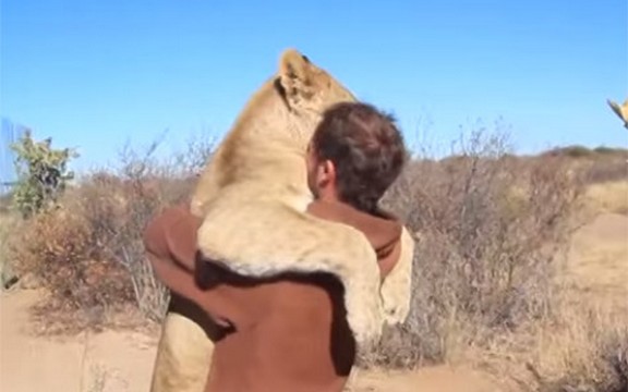 Snimak koji će vas potpuno raznežiti: Lav zagrlio čoveka nakon što ga je pustio iz kaveza (Video)