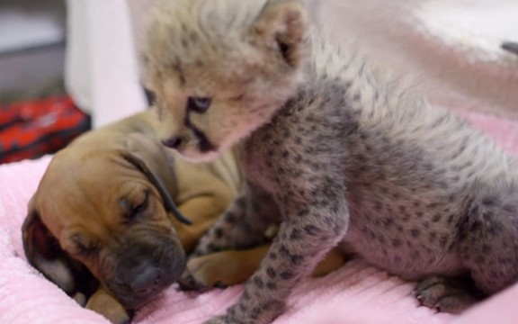 Čudesno prijateljstvo bebe geparda i psa će vam razgaliti srca (Video)