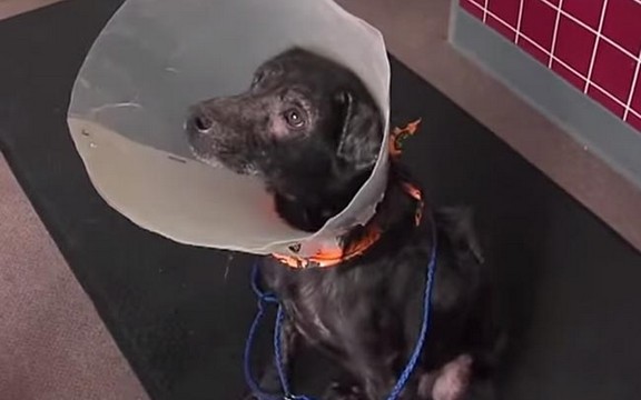 Verovali ili ne: Ovaj pas je alergičan na ljude! (Video)