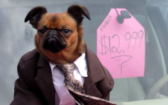 Postao hit na Jutjubu: Pas kao prodavac automobila nasmejaće vas do suza! VIDEO