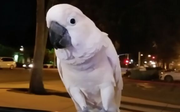 Oduševiće vas ples ovog papagaja! VIDEO